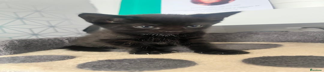 Mixed Breed Kitten 1