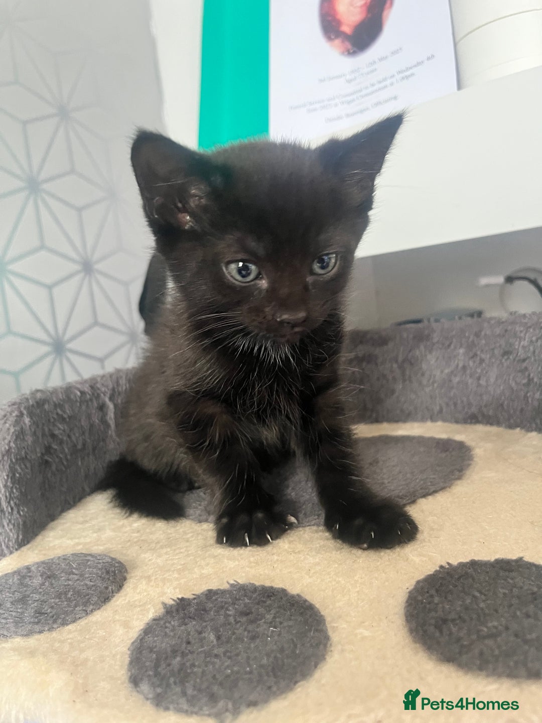Mixed Breed cats for sale: 4 little girl kittens  - Image 5