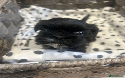Shih Tzu dogs for sale: Litter of 5 Shih tzu puppys - Image 8