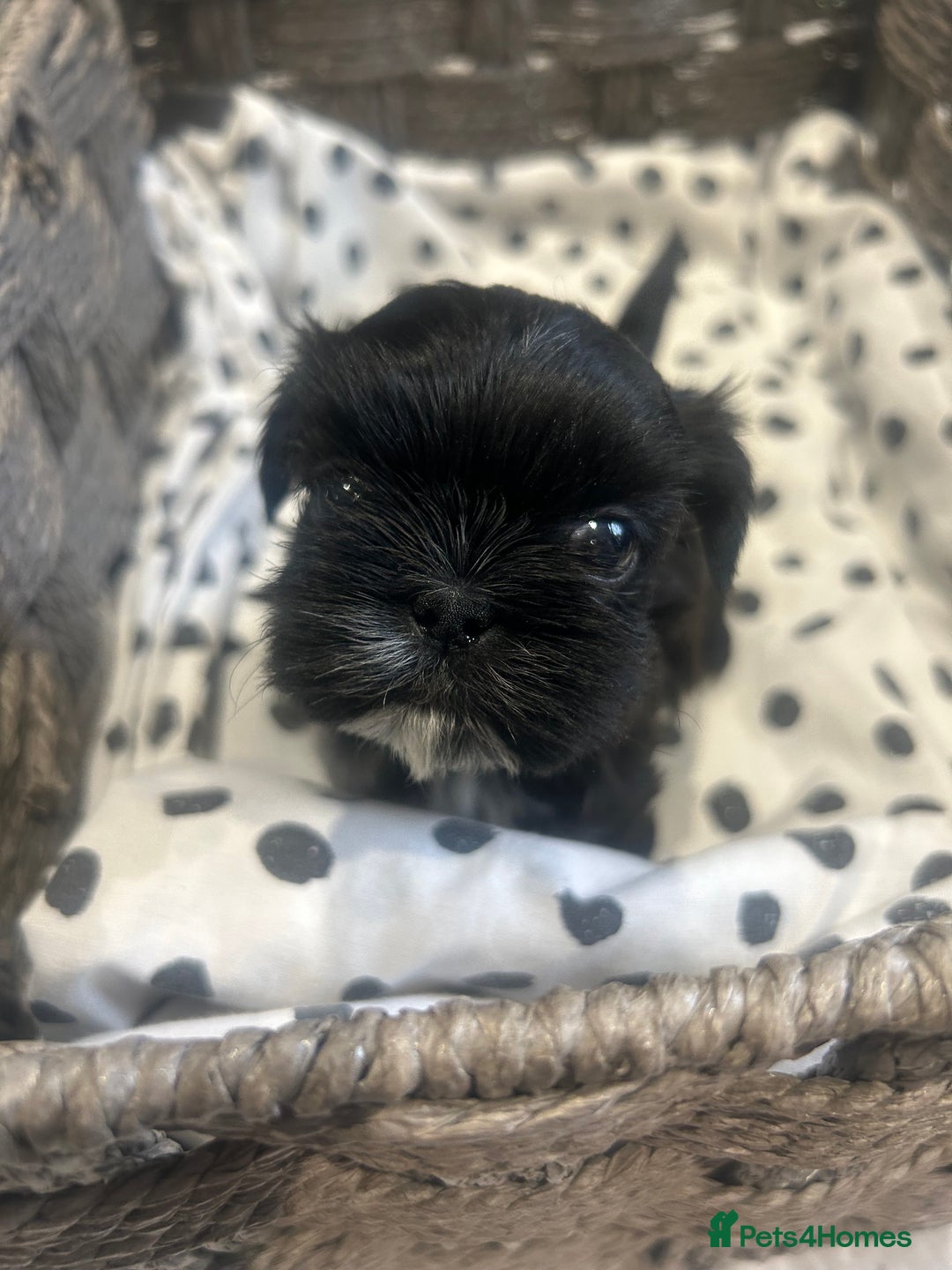 Shih Tzu dogs for sale: Litter of 5 Shih tzu puppys - Image 8