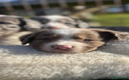Sprollie dogs for sale: Beautiful Unique Sprollie Puppies - Image 7