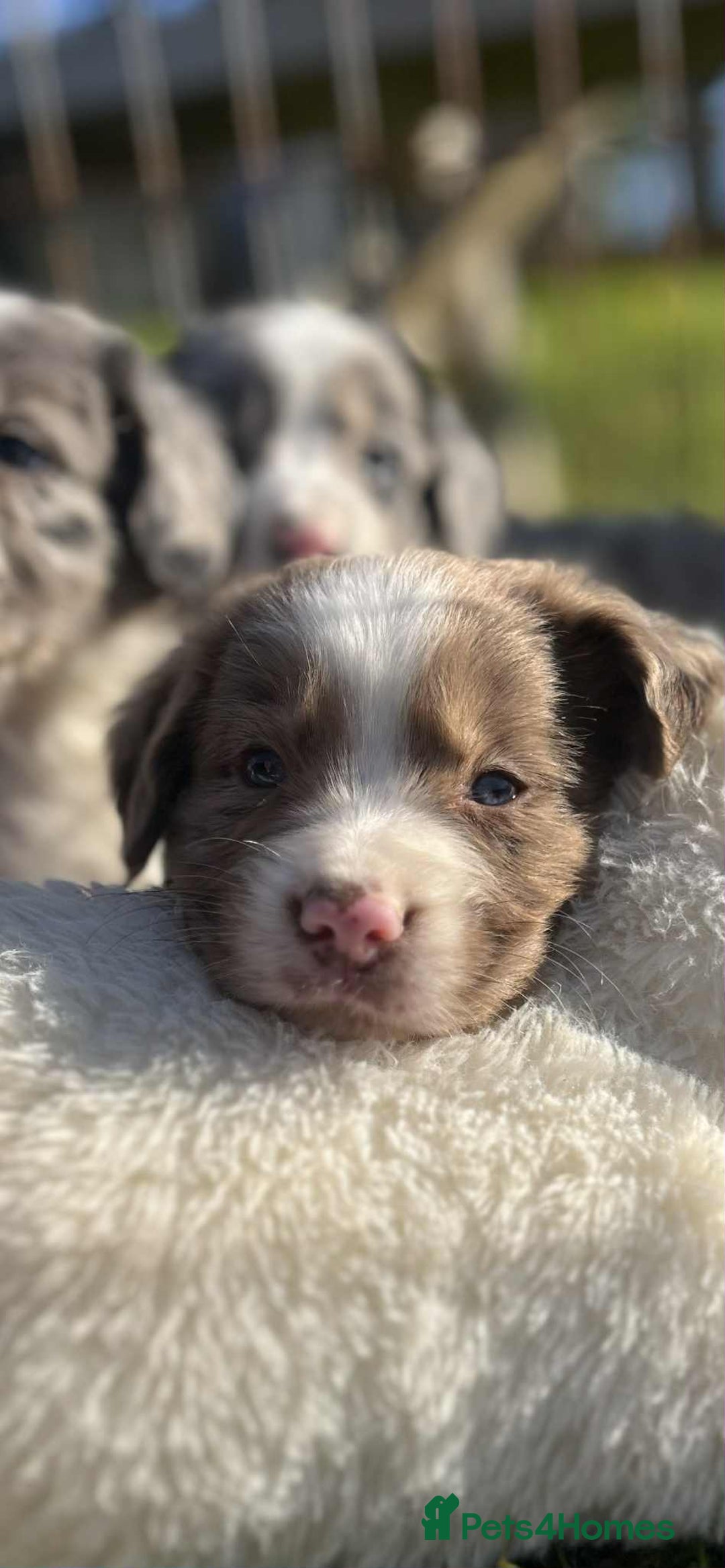 Sprollie dogs for sale: Beautiful Unique Sprollie Puppies - Image 7