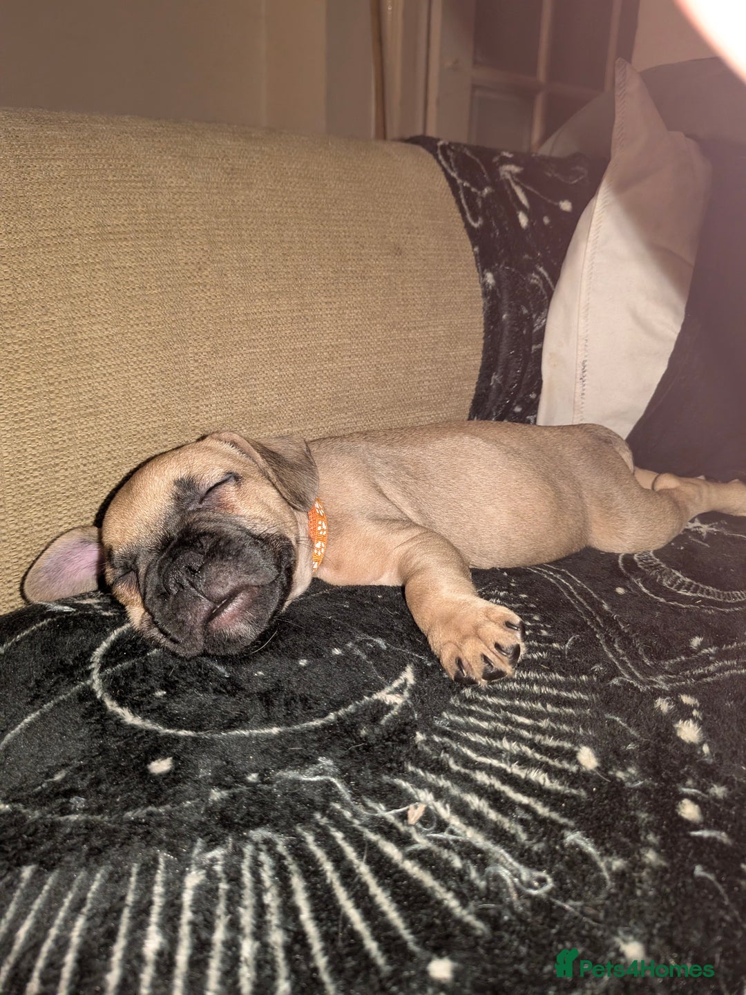 Mixed Breed dogs for sale: Puppy Northern Ireland  - Advert 4