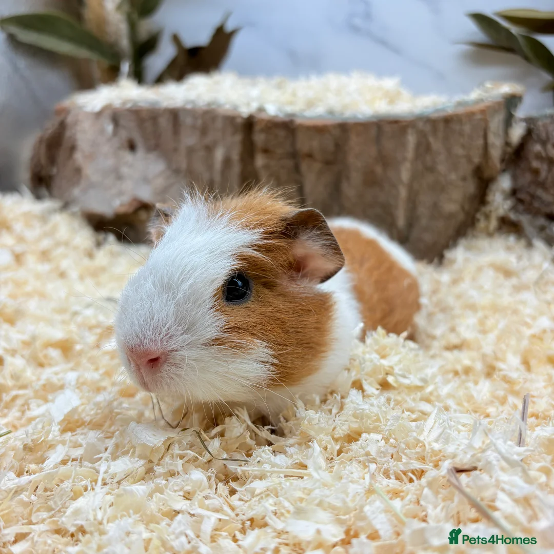 Guinea Pig rodents for sale: Multiple Baby Boy Guinea Pigs for sale  - Advert 14