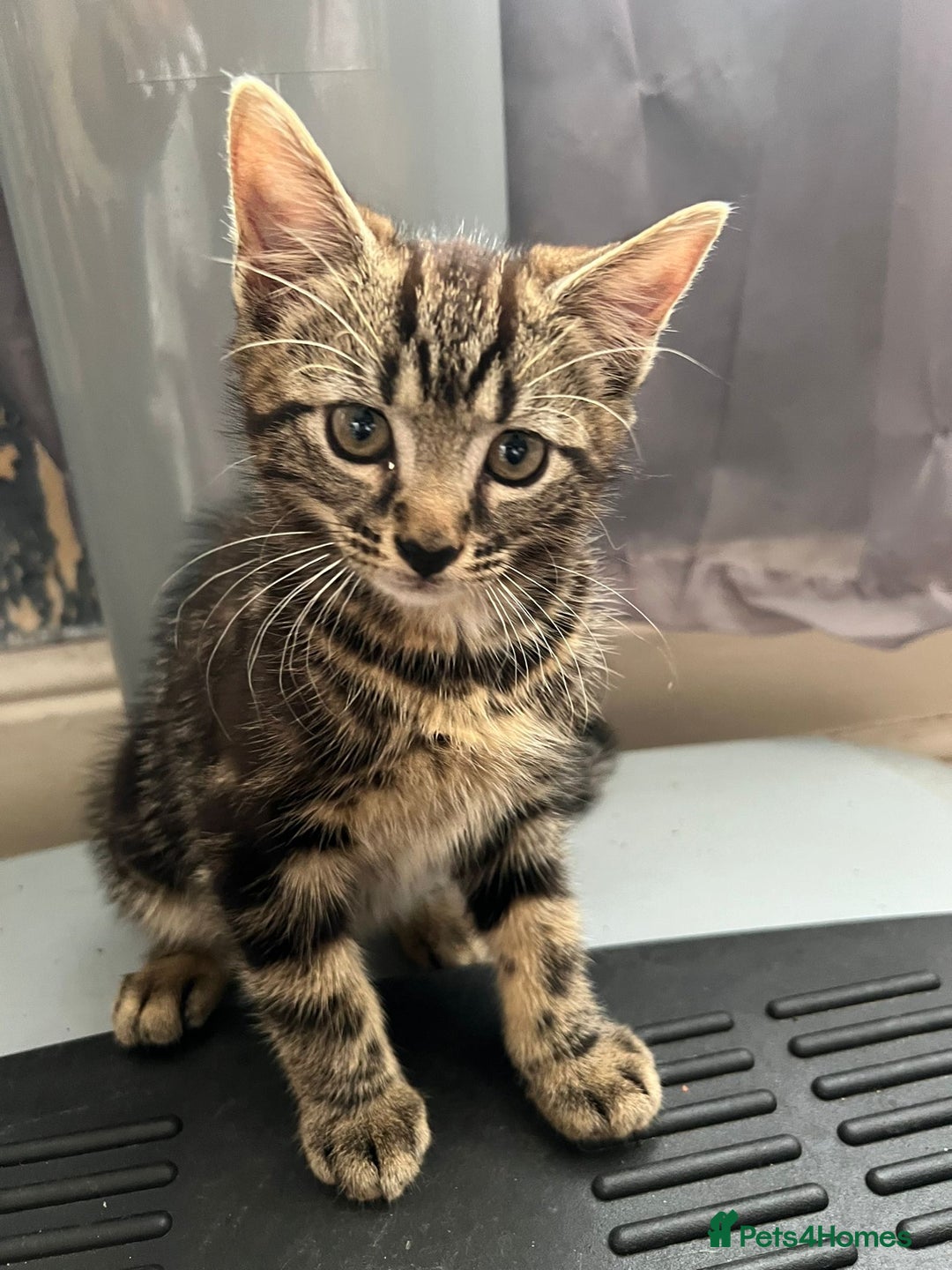 Domestic Shorthair cats for sale: Beautiful Kittens for sale - Image 4