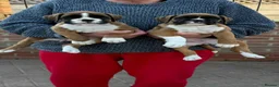 Boxer dogs for sale: FIVE Star BREEDER of lovely boxer puppies  - Advert 5