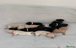 Labrador Retriever dogs for sale: Stunning Labrador Puppies - Image 14