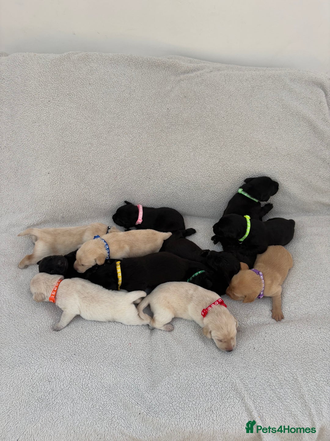 Labrador Retriever dogs for sale: Stunning Labrador Puppies - Image 14