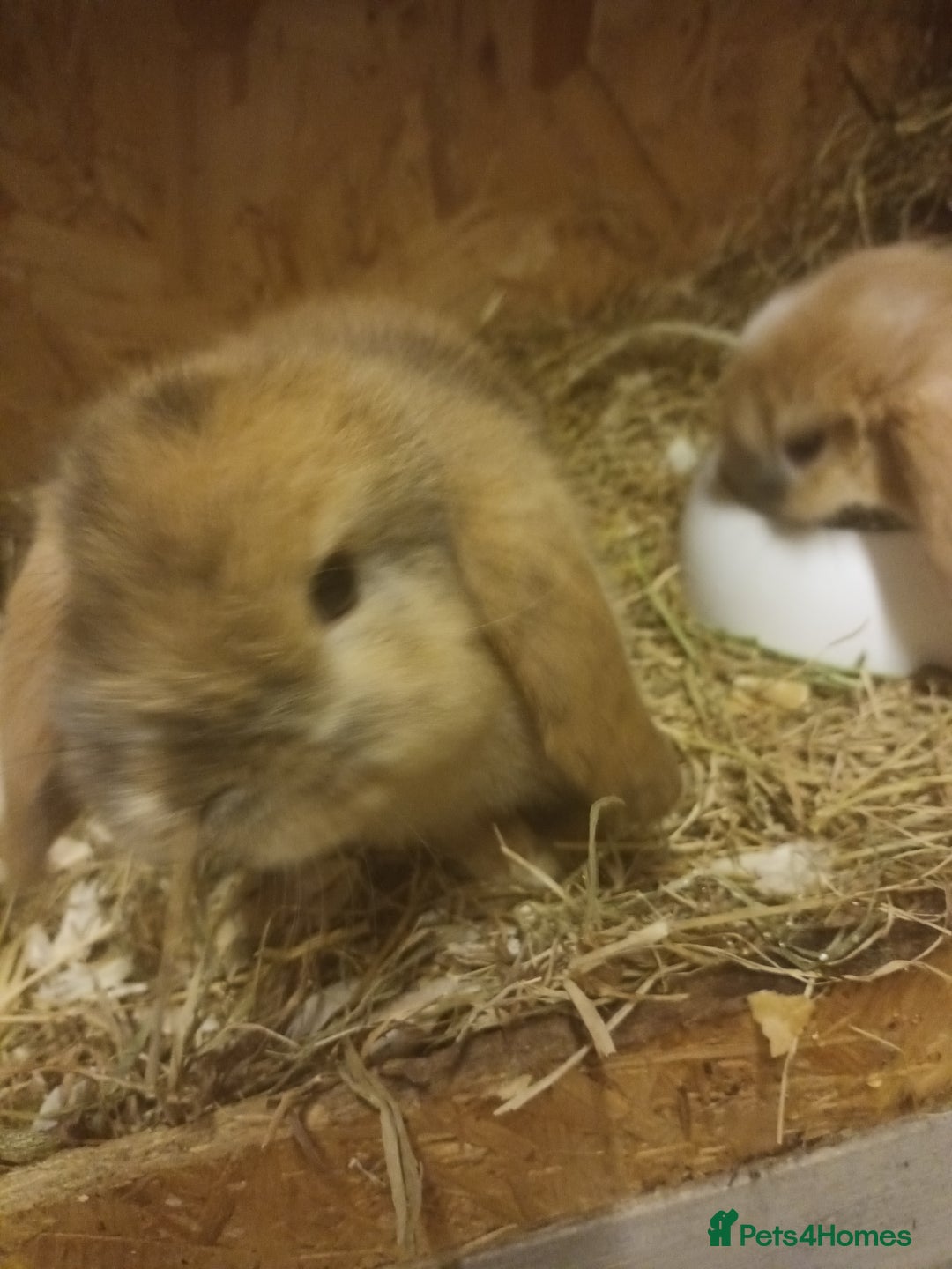 Mini Lop rabbits for sale: Mini lops  - Advert 6