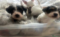 Jackapoo dogs for sale: 4 beautiful jackapoo boys - Image 16