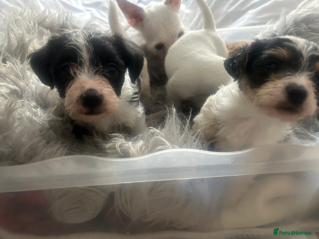 Jackapoo dogs for sale: 4 beautiful jackapoo boys - Image 16