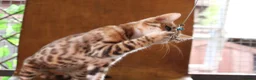 Bengal cats for sale: 🐾 Beautiful Bengal Kitten Aurora🐾 - Advert 7