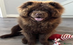 Chow Chow dogs for stud: KC Registered MR BUENO BEAR available for stud  - Image 2
