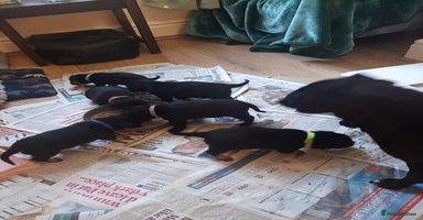 Patterjack dogs - Advert 8