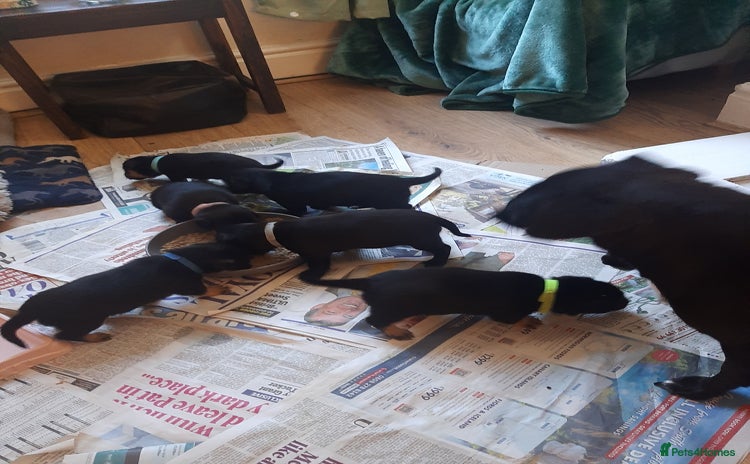 Patterjack dogs - Advert 3