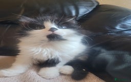 Turkish Angora cats for sale: Pure Turkish Angora - Image 9
