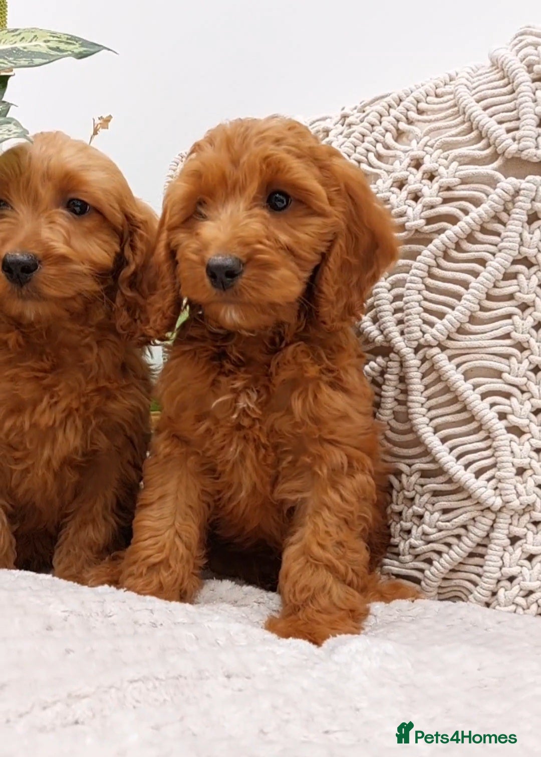 Cavapoo dogs  Extensively Health Tested Fox Red Toy Cavapoo - Advert 7