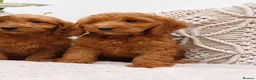 Cavapoo dogs for sale:  Extensively Health Tested Fox Red Toy Cavapoo - Advert 4