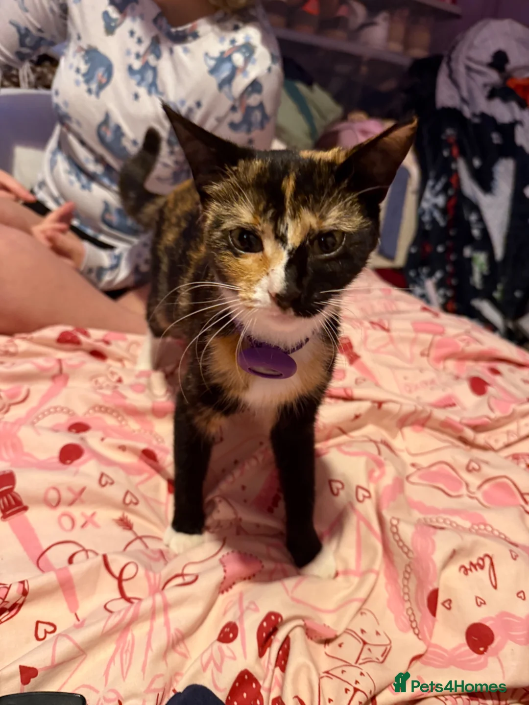 Mixed Breed cats for sale: 2 year old female  - Advert 1