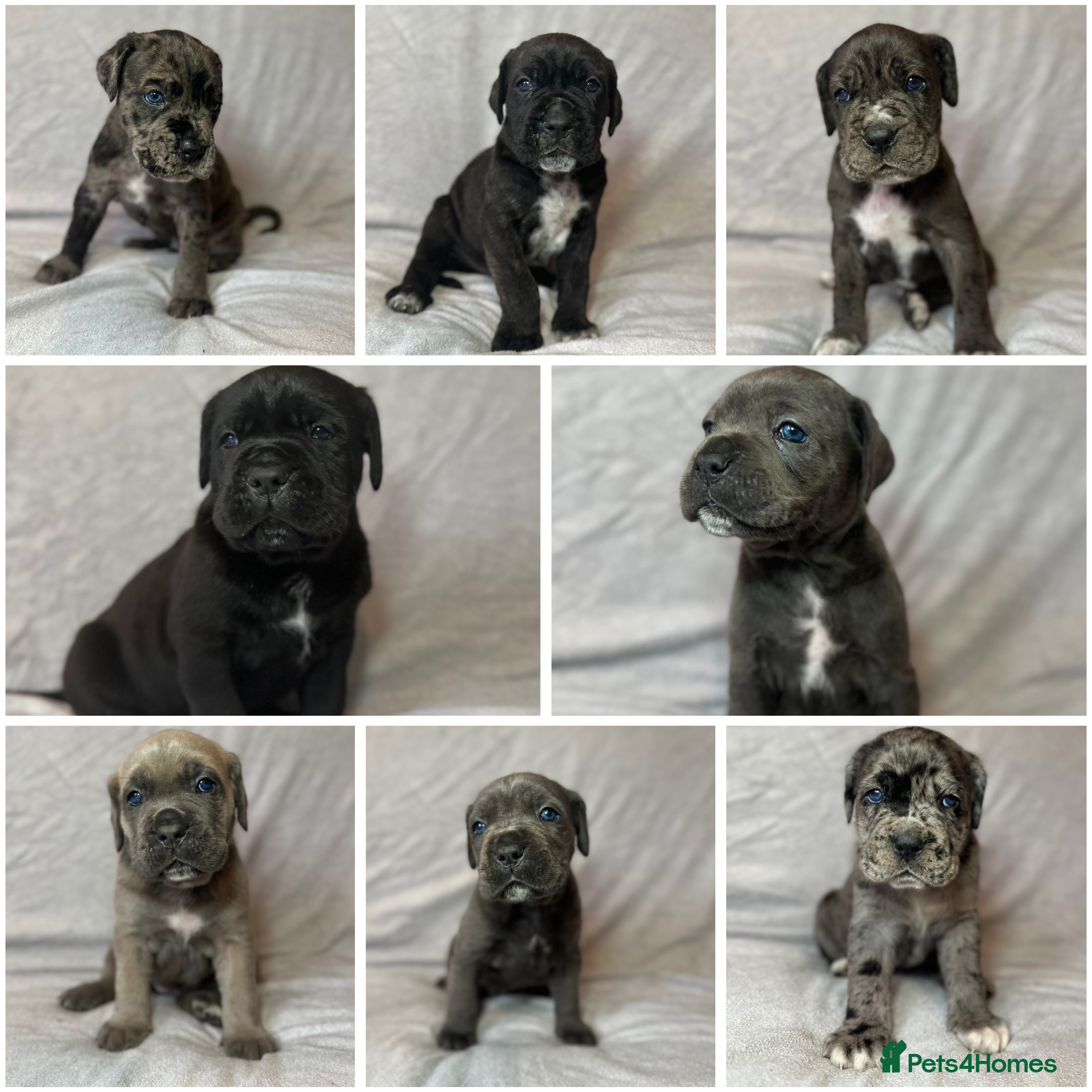 Cane Corso dogs Stunning cane corso puppy’s  - Advert 6