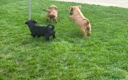 Mixed Breed dogs for sale: Working Lakeland x Patterdale  - Image 15