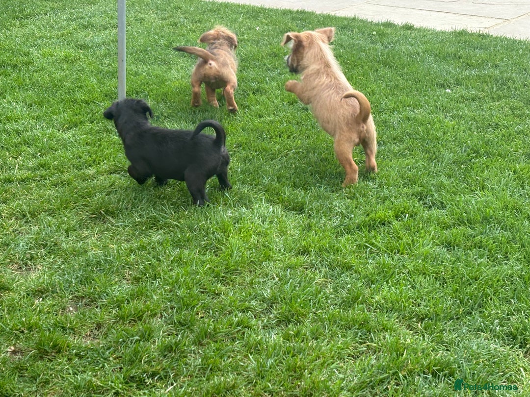 Mixed Breed dogs for sale: Working Lakeland x Patterdale  - Image 15
