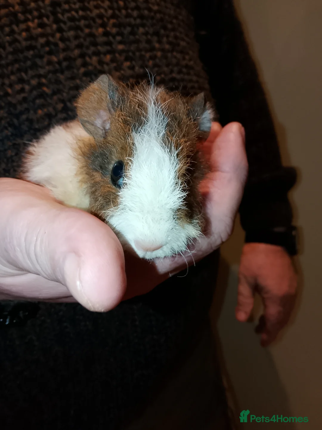 Guinea Pig rodents for sale: Beautiful friendly baby guinea pig  - Advert 2