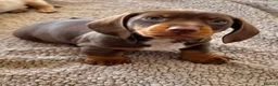 Miniature Dachshund dogs for sale: Miniature Dachshund Boys For Sale  in Blaenau Ffestiniog - Advert 11