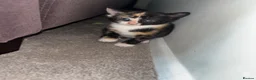 Mixed Breed cats for sale: Mixed breed kittens for sale  in Egham - Advert 22