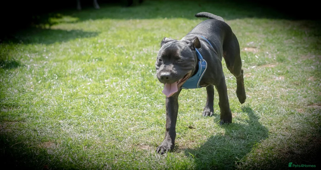 Staffordshire Bull Terrier dogs for sale: Staffordshire Bull Terrier Puppy in Longfield - Advert 4