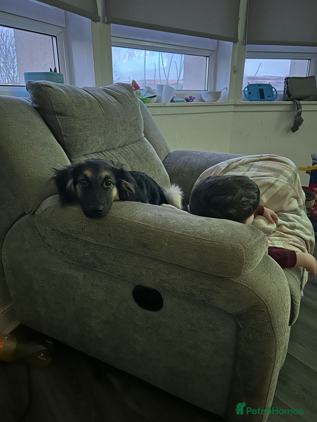 Mixed Breed dogs for sale: Border collie German shepherd  - Advert 1