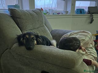 Mixed Breed dogs Border collie German shepherd - Advert 1