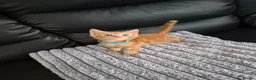 Mixed Breed cats for sale: Beatiful friendly kittens - Advert 13