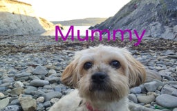 Cavapoo dogs for sale: Toy Cavapoo puppies - Image 27