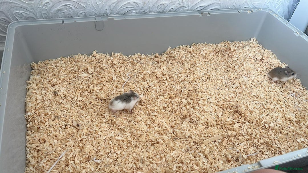 Hamster rodents for sale: Robo hamster complete with cage and accesories - Advert 3