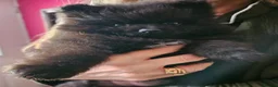 Pomeranian dogs for sale: Beautiful black pomeranian puppies - Advert 3