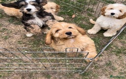 Cockapoo dogs for sale: Quality cockapoo pups  - Image 11