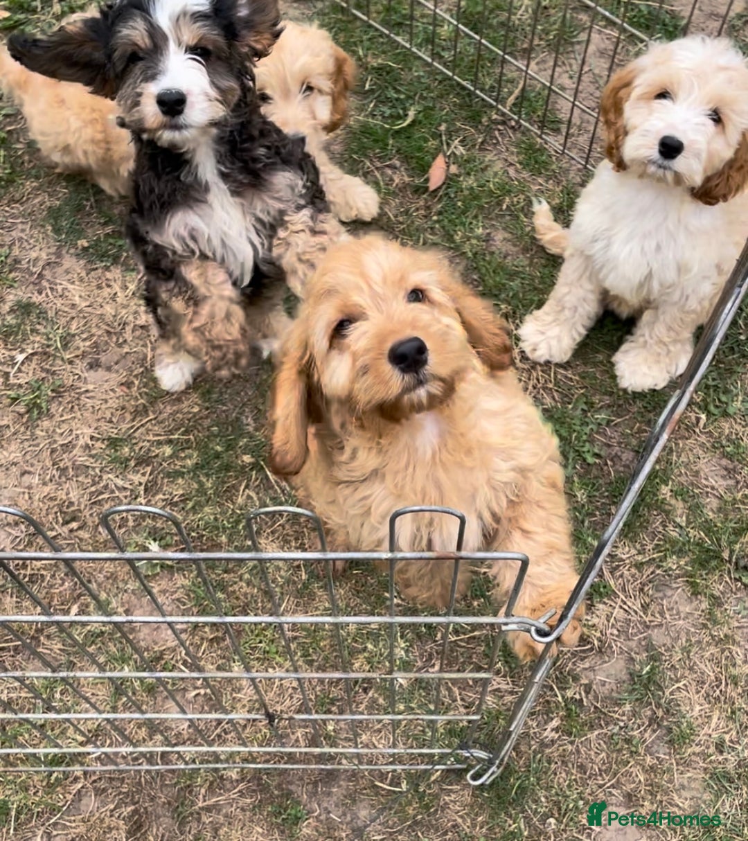 Cockapoo dogs for sale: Quality cockapoo pups  - Image 11