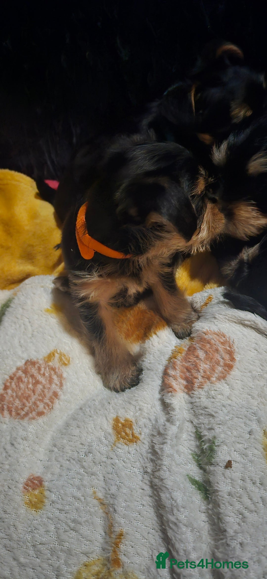 Mixed Breed dogs for sale:  **  yorkshire x full sized yorkshire terrier - Advert 18