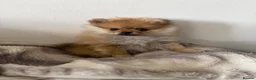 Pomeranian dogs for sale: Beautiful Miniature Pomeranian  - Advert 11