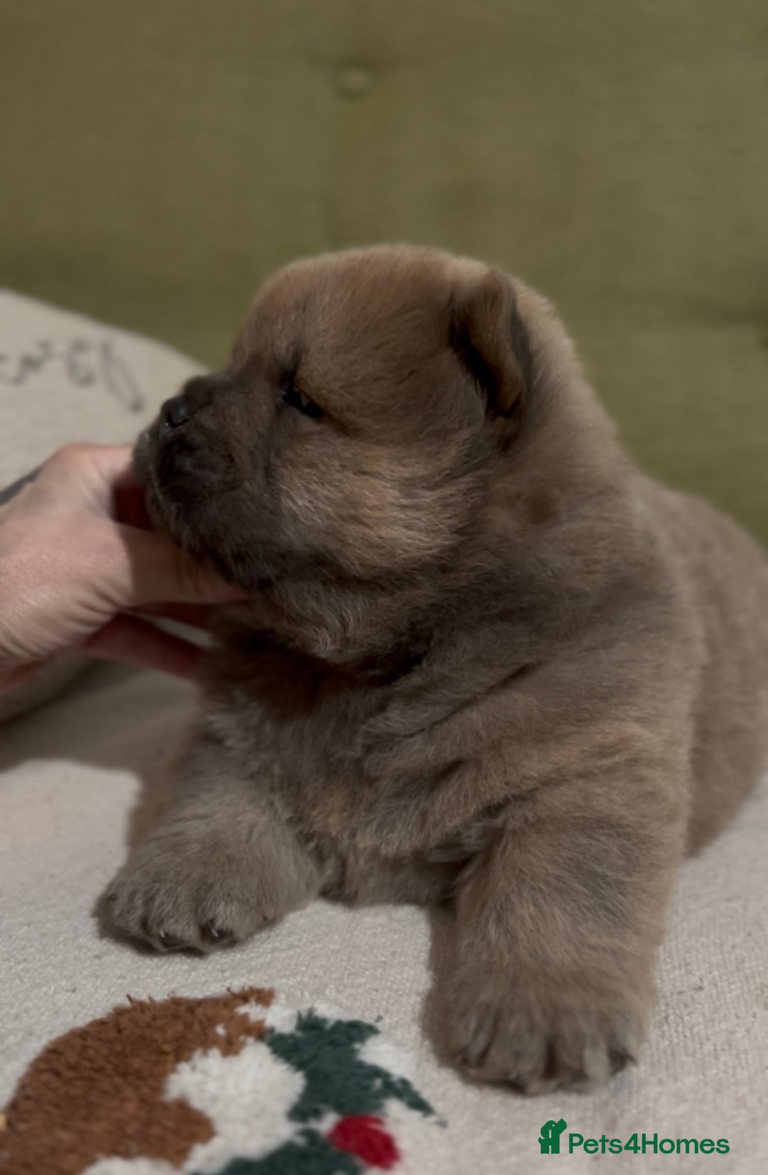 Chow Chow dogs for sale: Merle & blue bear faced Teddy chow chow puppies  - Advert 12