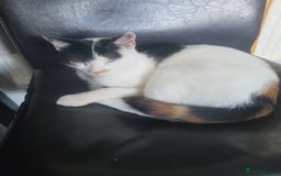 Mixed Breed cats for sale: Female cat - Image 1