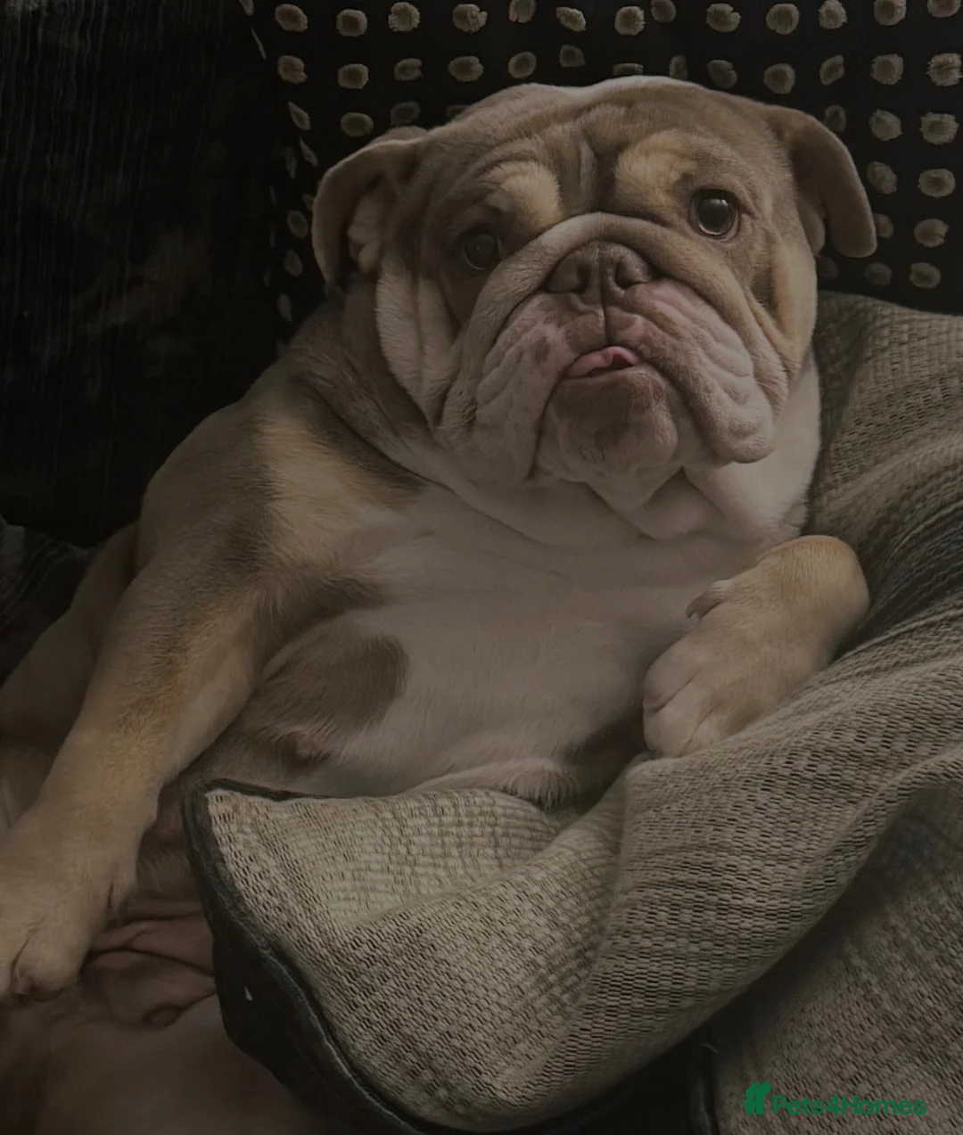 English Bulldog dogs for sale: Stunning English bulldog KC registered 💕💕💕 - Advert 11