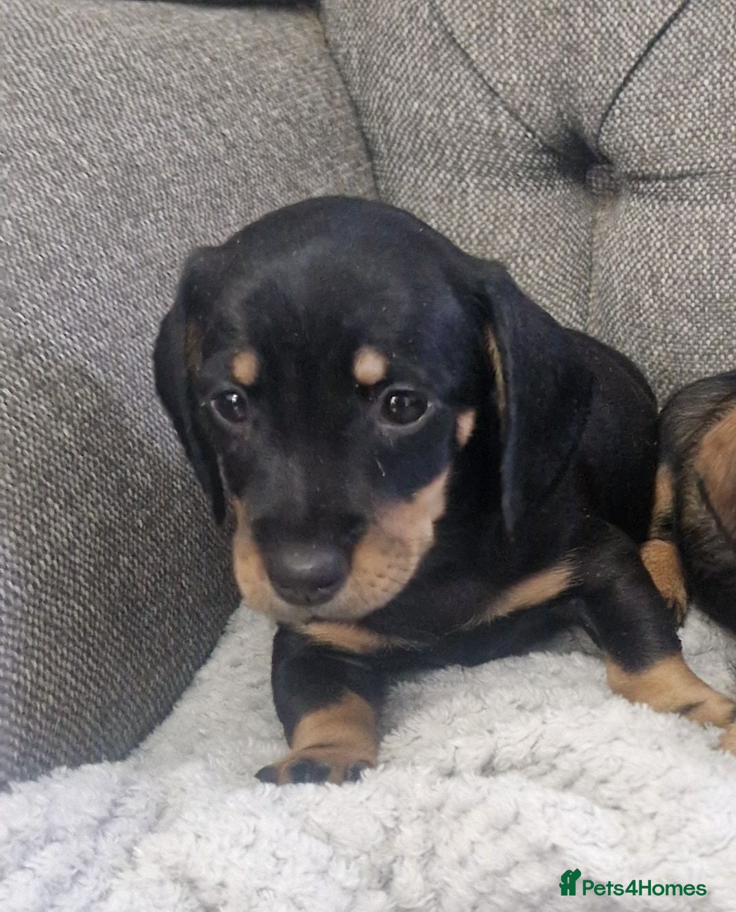 Dachshund dogs Wirehaired daschunds pup - Advert 1