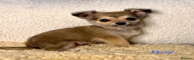 Boy