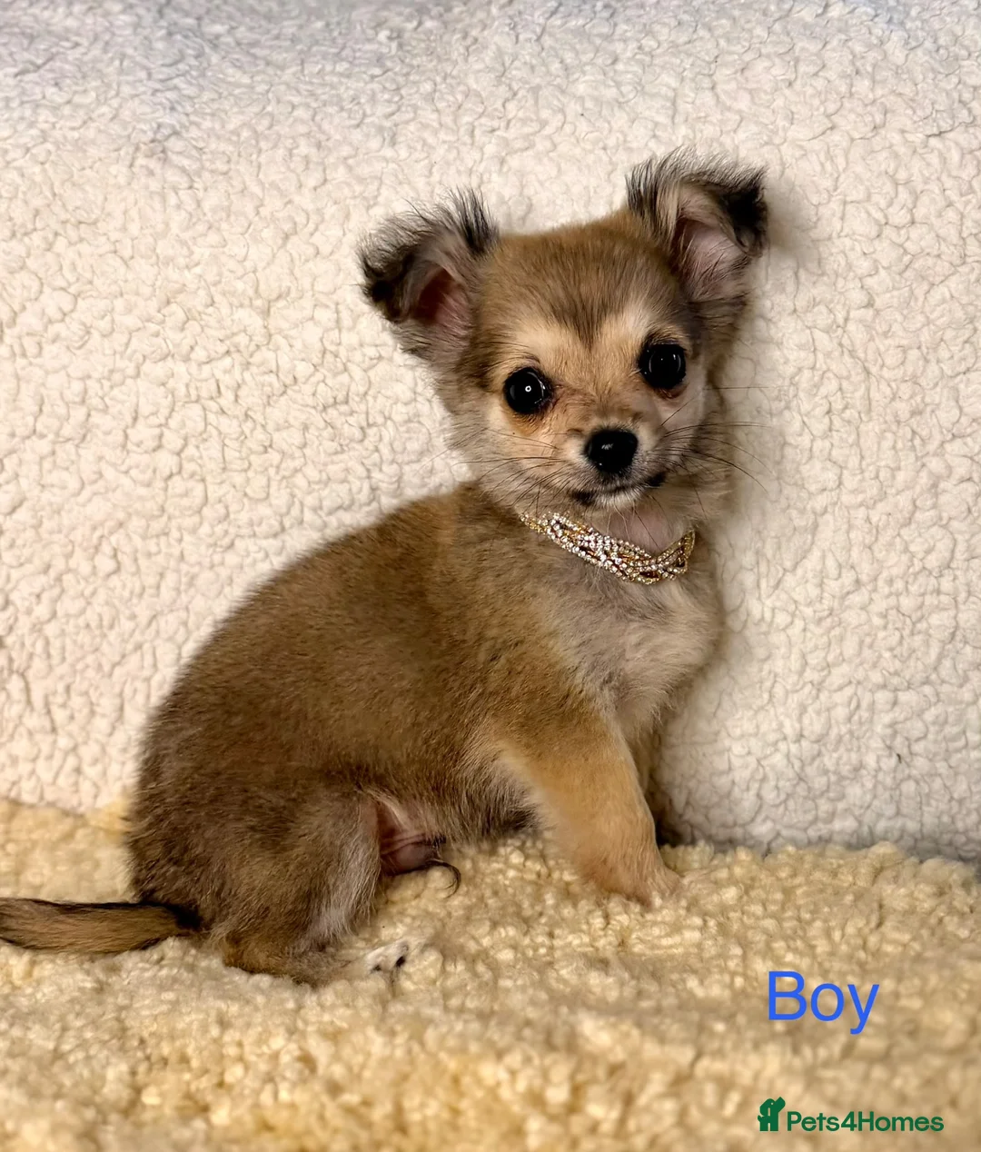 Jack Chi dogs for sale: *LAST TWO* TINY chihuahua x Jack Russell Puppies - Advert 2