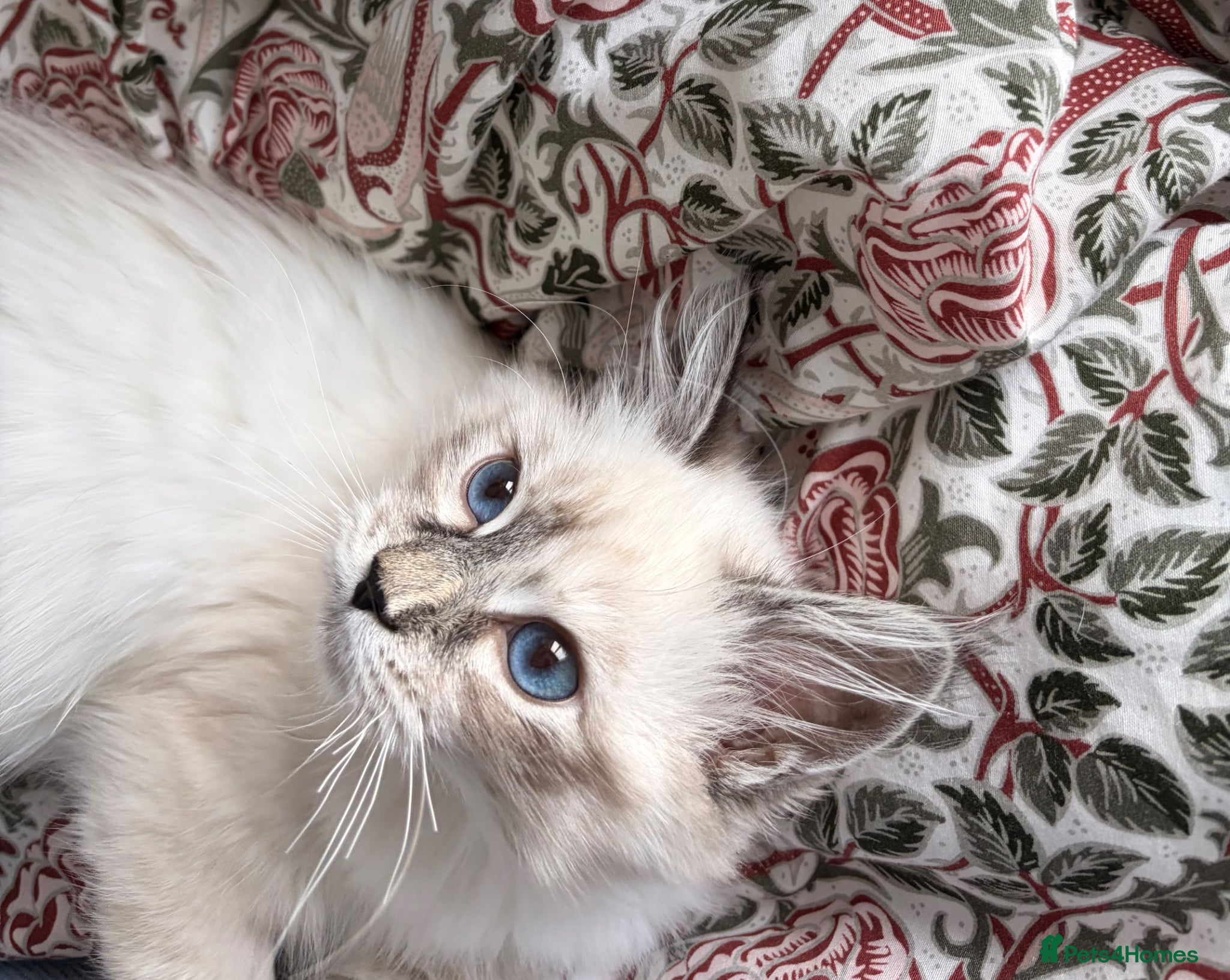 Siberian cats TICA and GCCF registered pure Siberian (rehome) - Advert 3