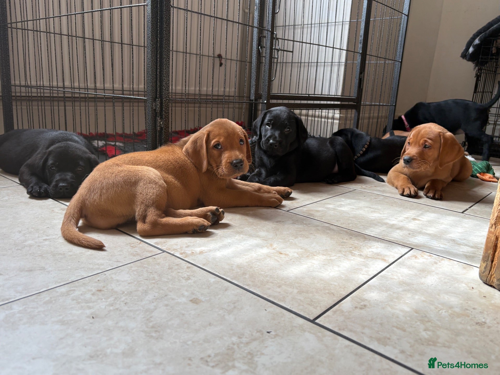 Labrador Retriever dogs Health Tested IGL Champion Bred Labrador Puppies  - Advert 2