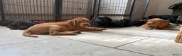 Labrador Retriever dogs for sale: Health Tested IGL Champion Bred Labrador Puppies  - Advert 2