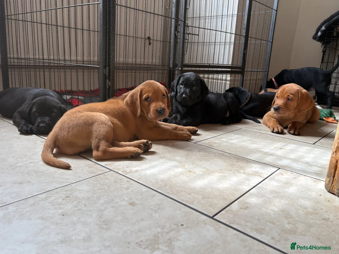 Labrador Retriever dogs for sale: Health Tested IGL Champion Bred Labrador Puppies  - Advert 2